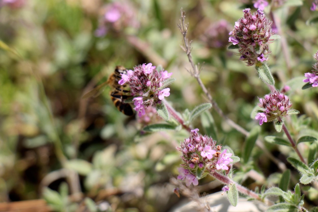 Душица обыкновенная