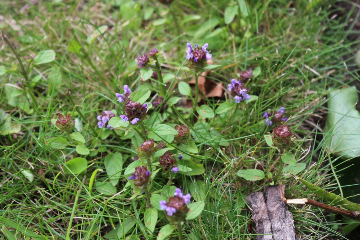 Душица молодая обыкновенная