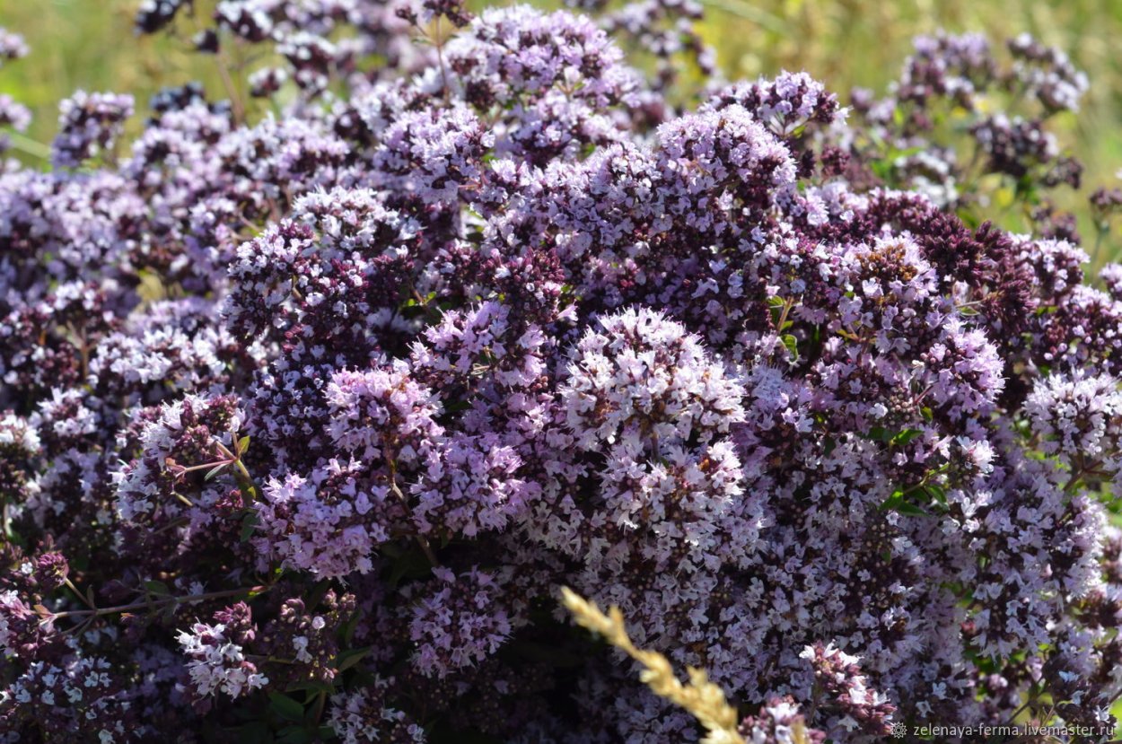 Душица Diabolo