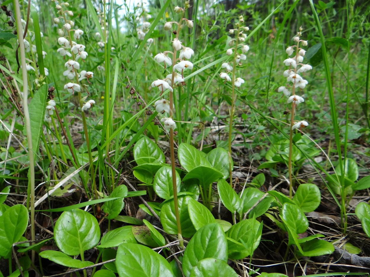 Грушанка копытолистная