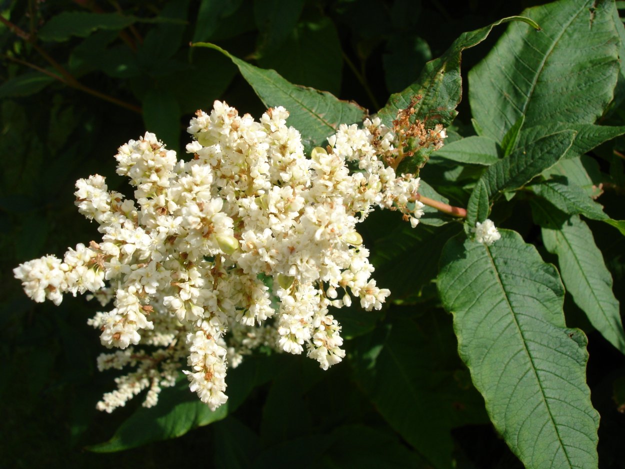 Горец Альпийский Кислица