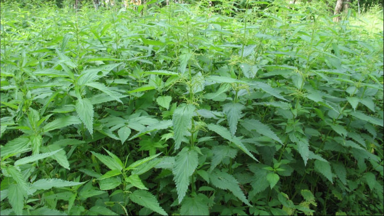 Крапива лебеда