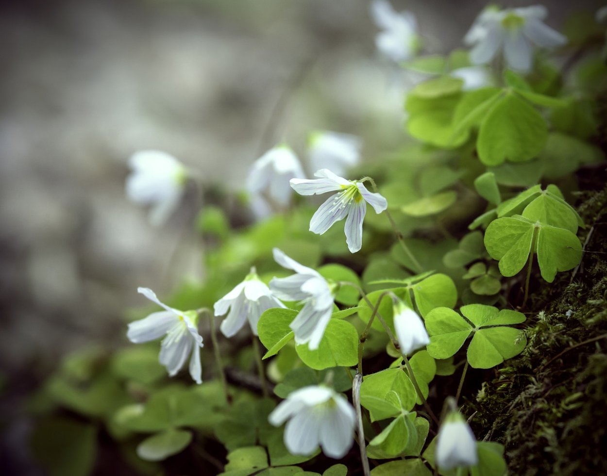 Кислица (Wood Sorrel)