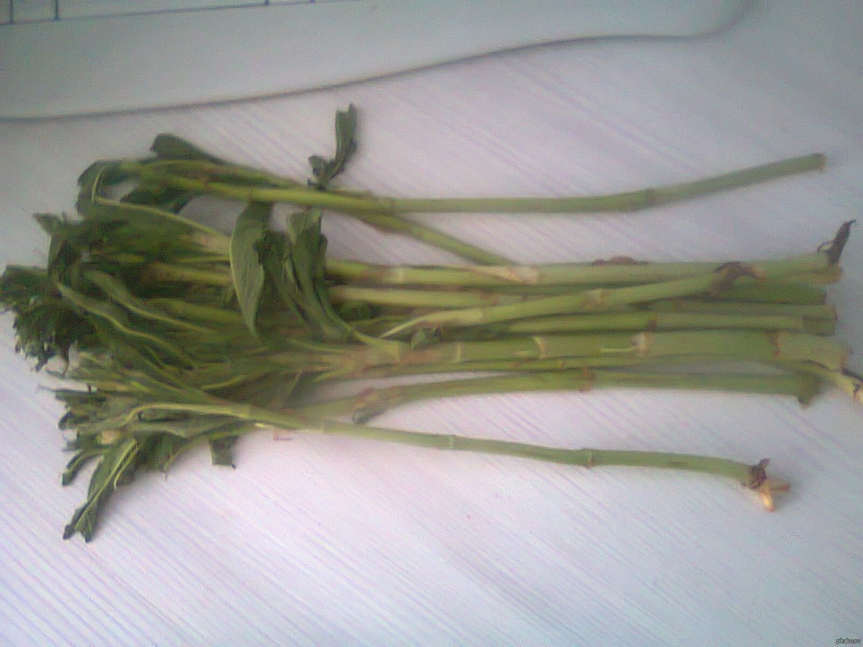 Горец Альпийский кислятка