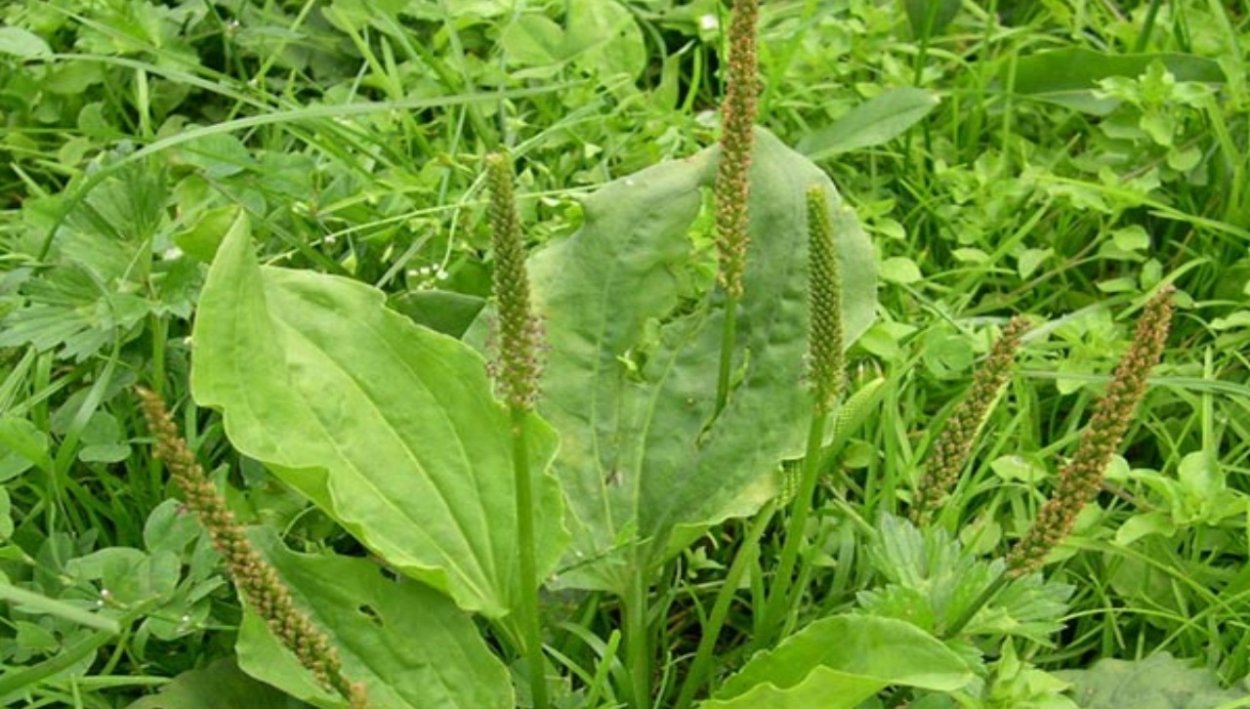 Подорожник Луговой