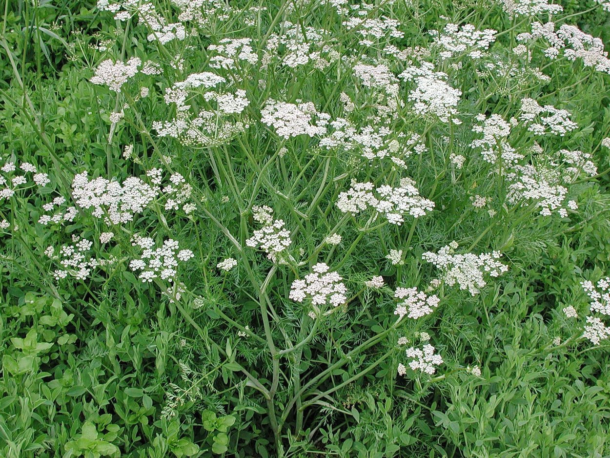 Анис (бедренец анисовый)