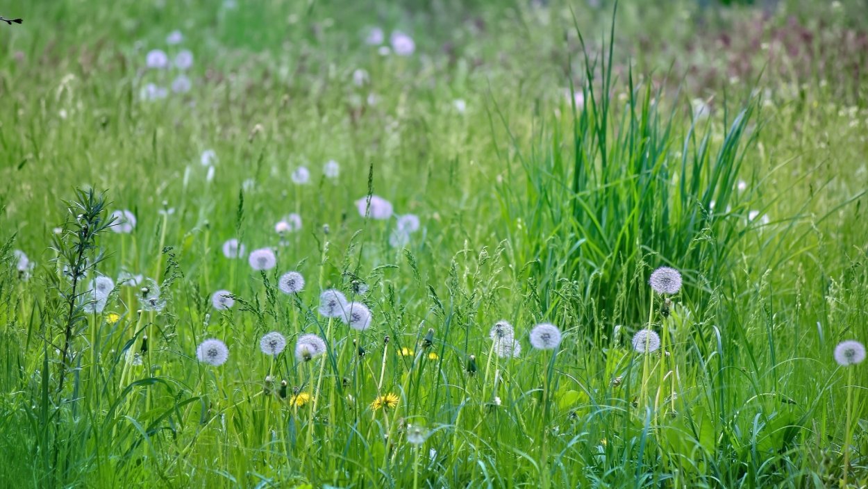 Чашка с блюдцем зелень трава одуванчики