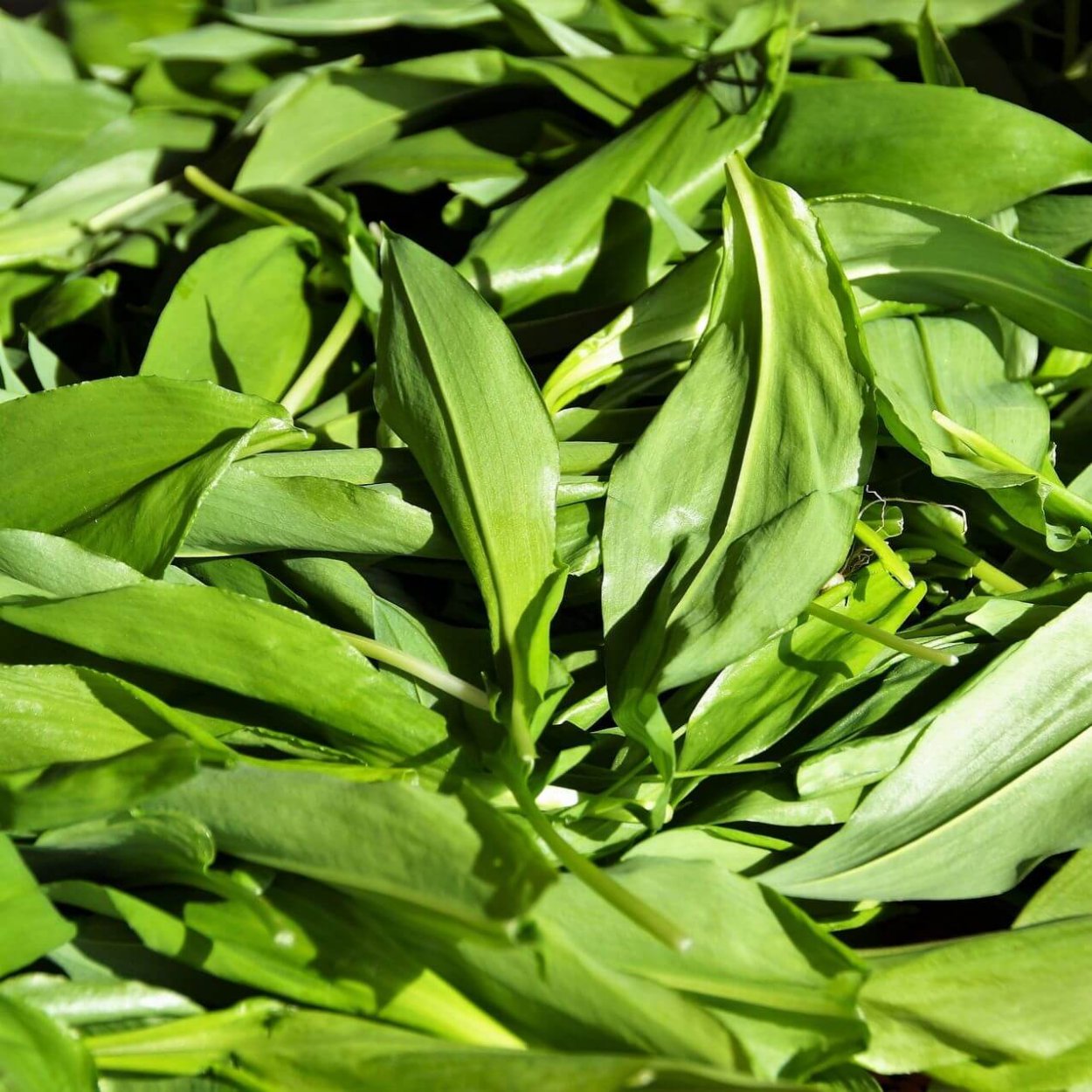 Чеснок трава