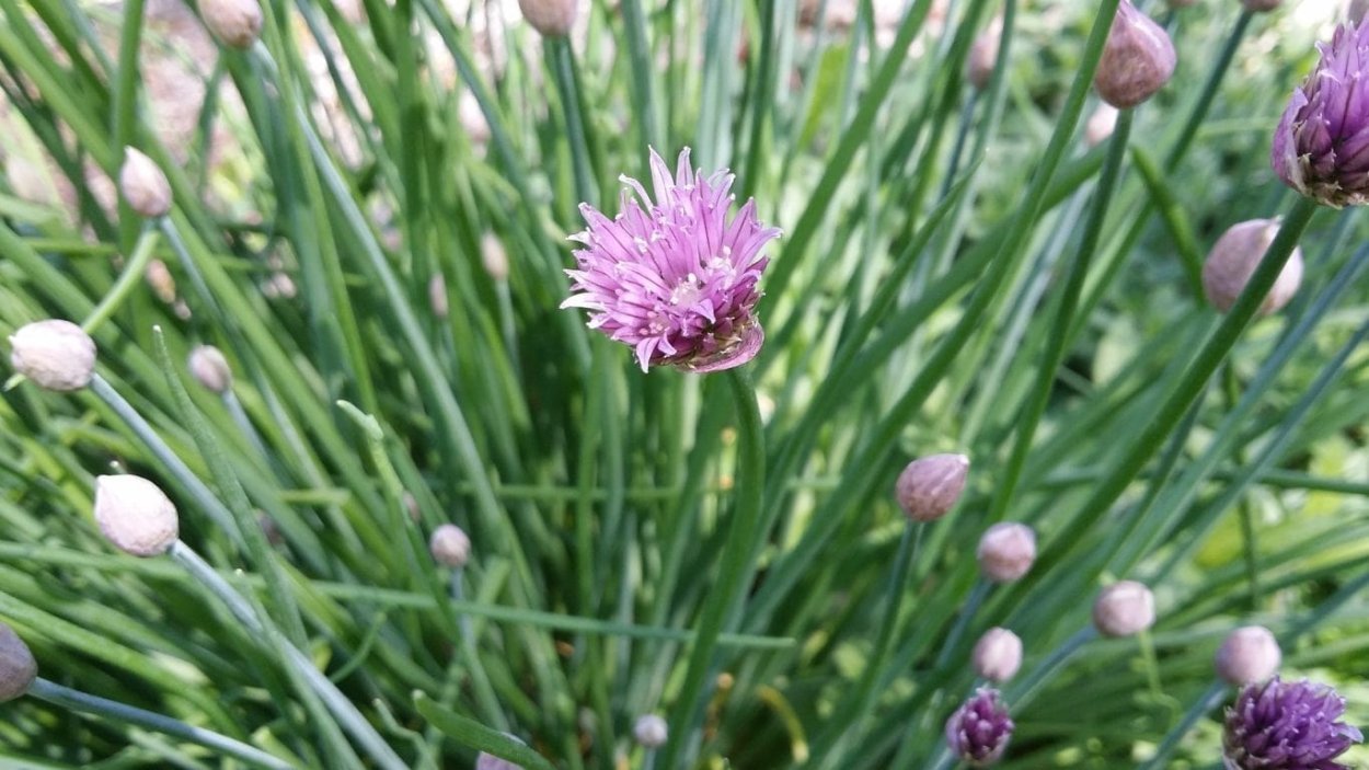 Allium aflatunense