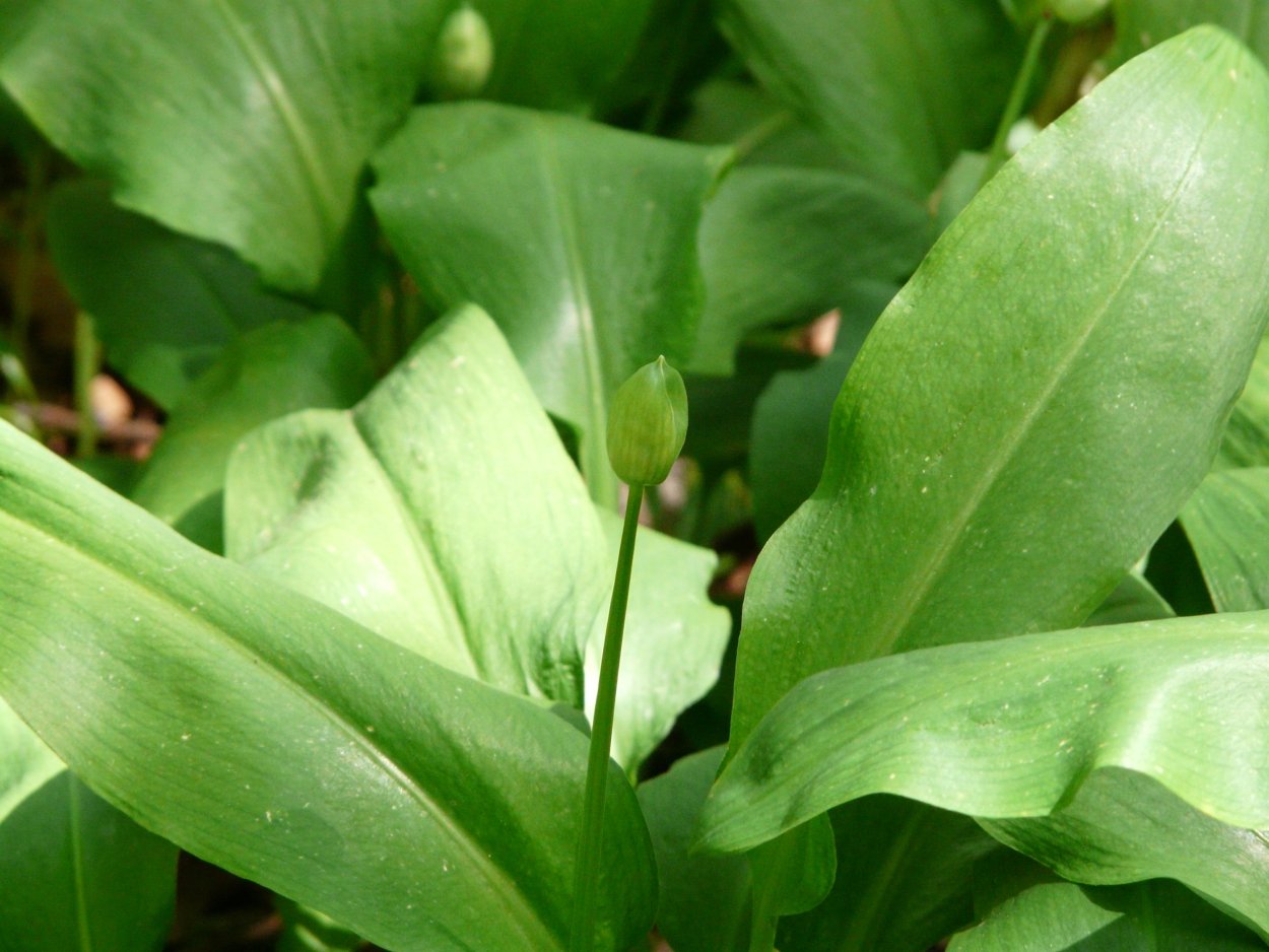 What is the Wild garlic as a medicinal Plant?