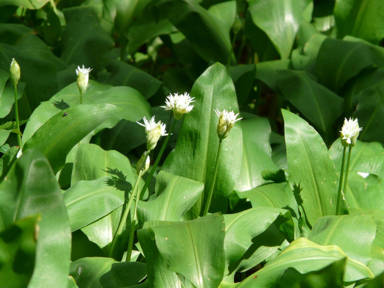 Angelophyllum ursinum