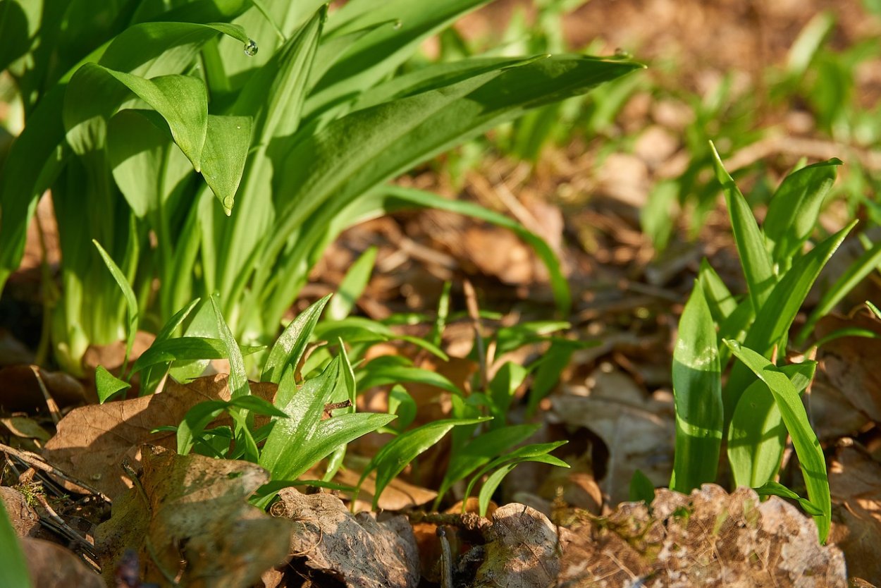 Медвежий лук съедобное растение