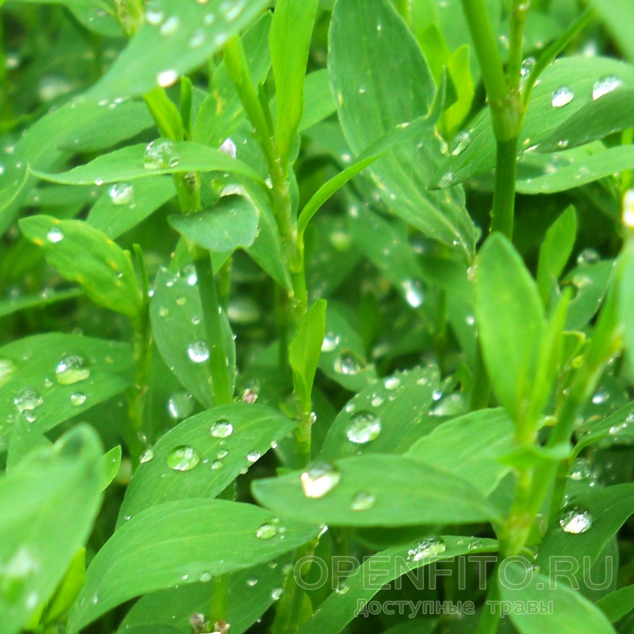 Спорыш (Горец птичий) трава