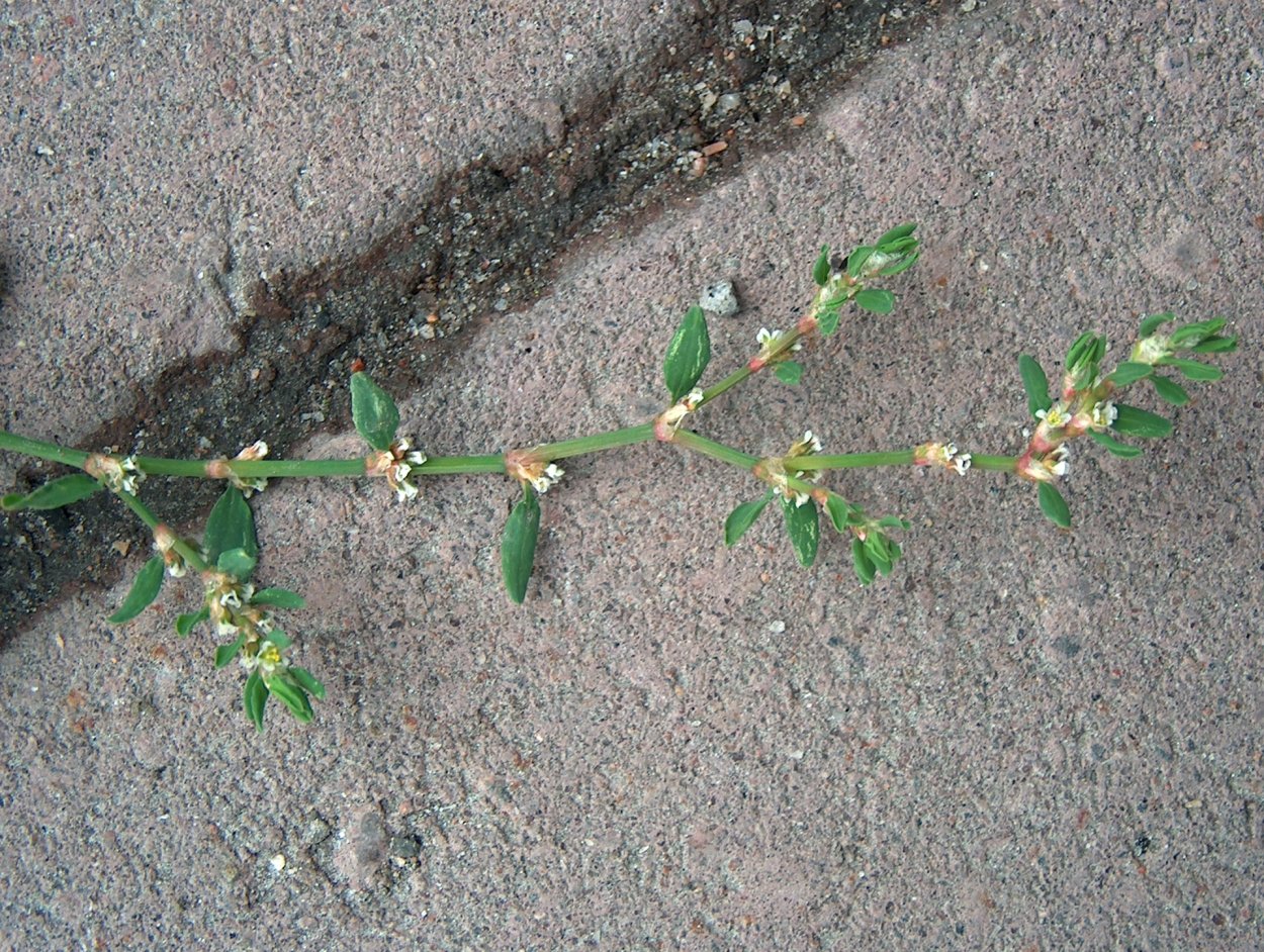 Трава для инстаграмма