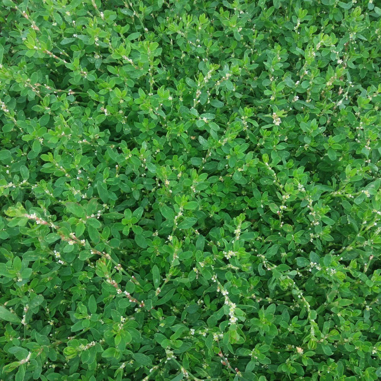 Спорыш (Горец птичий) трава