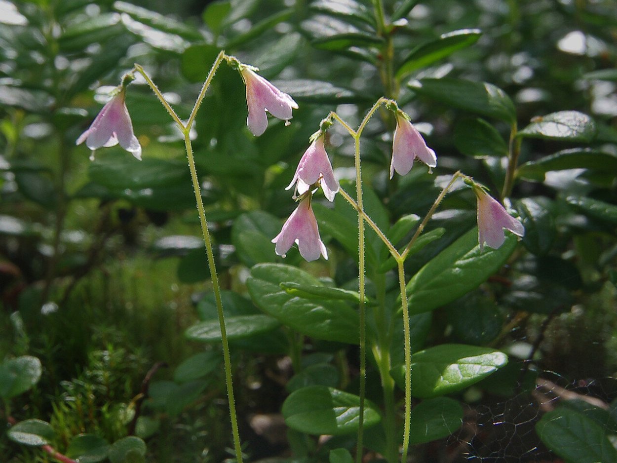 Линнея Северная