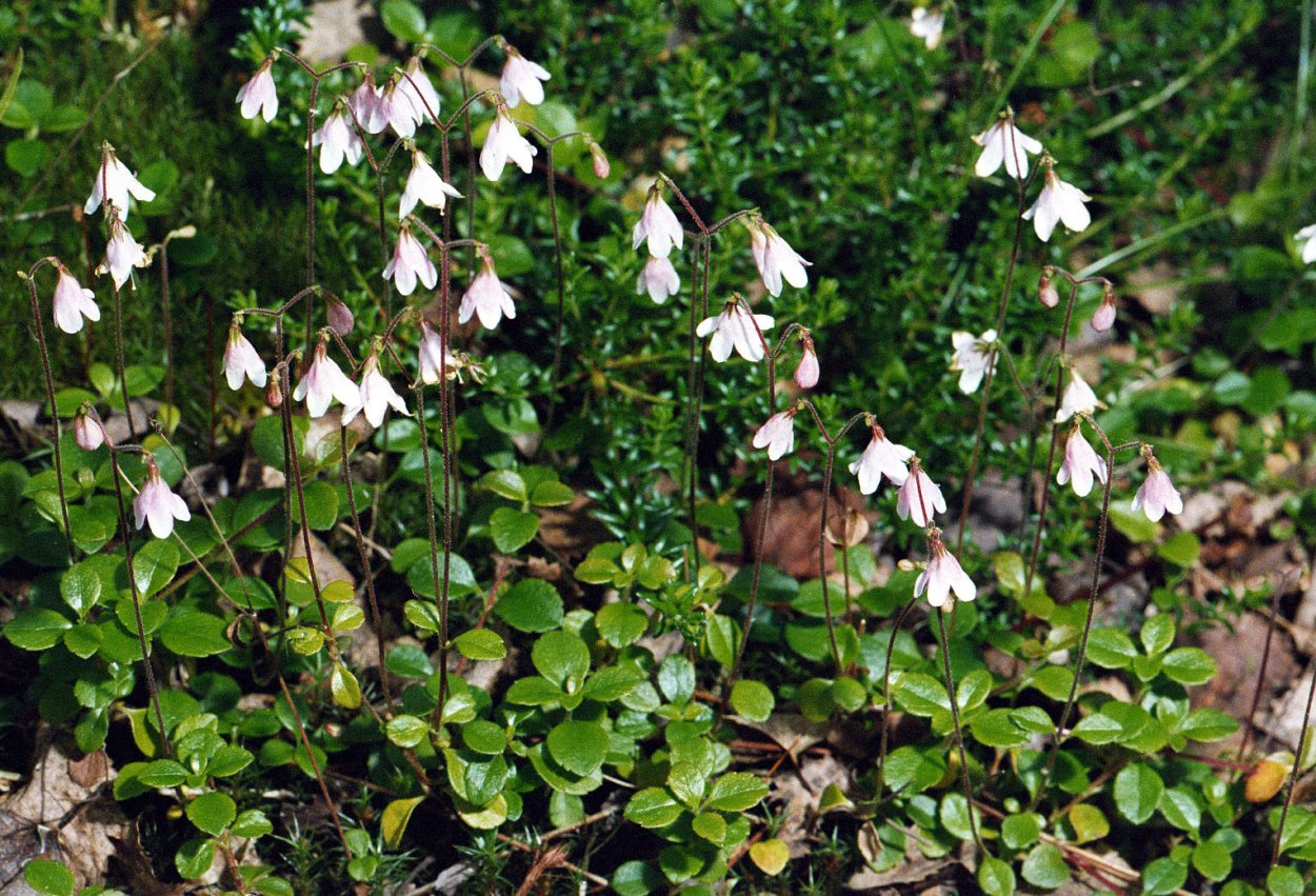 Линнея Северная подколодная трава