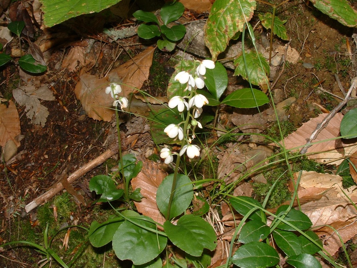 Вахта трехлистная