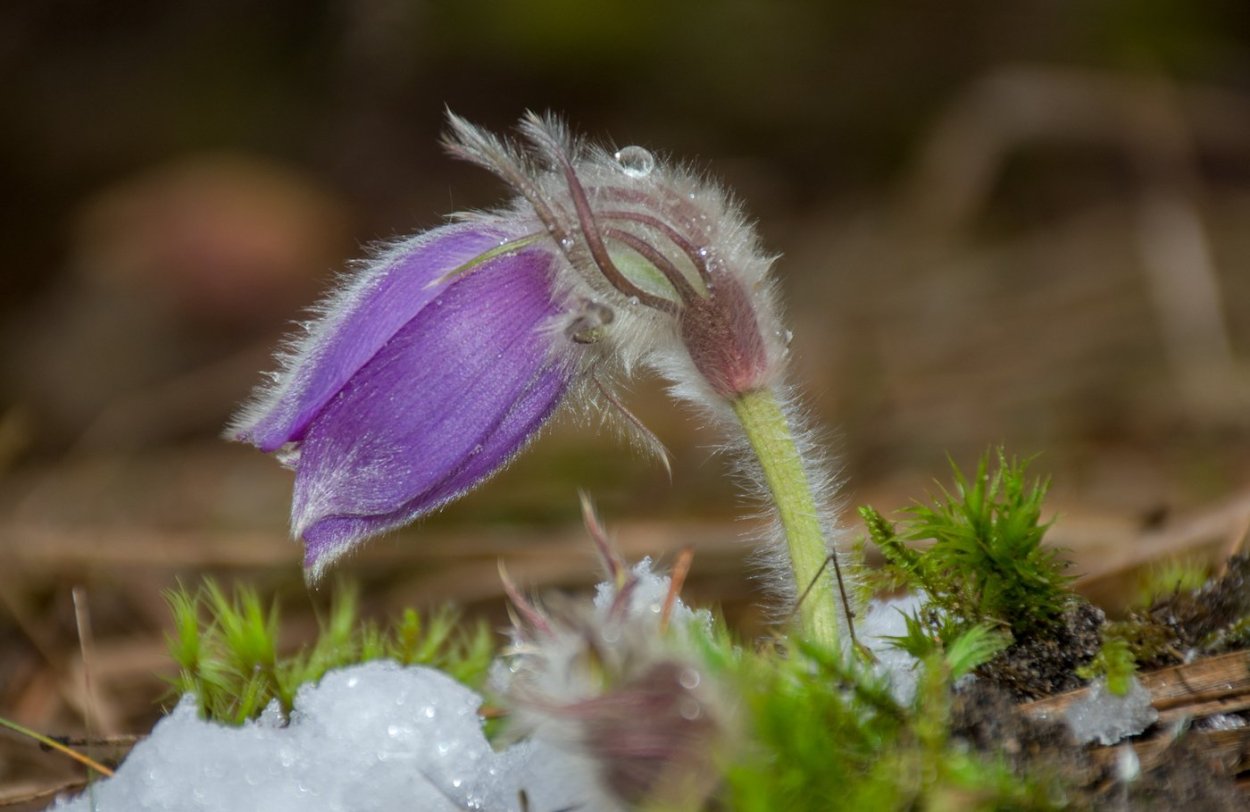 Трифоль вахта трехлистная