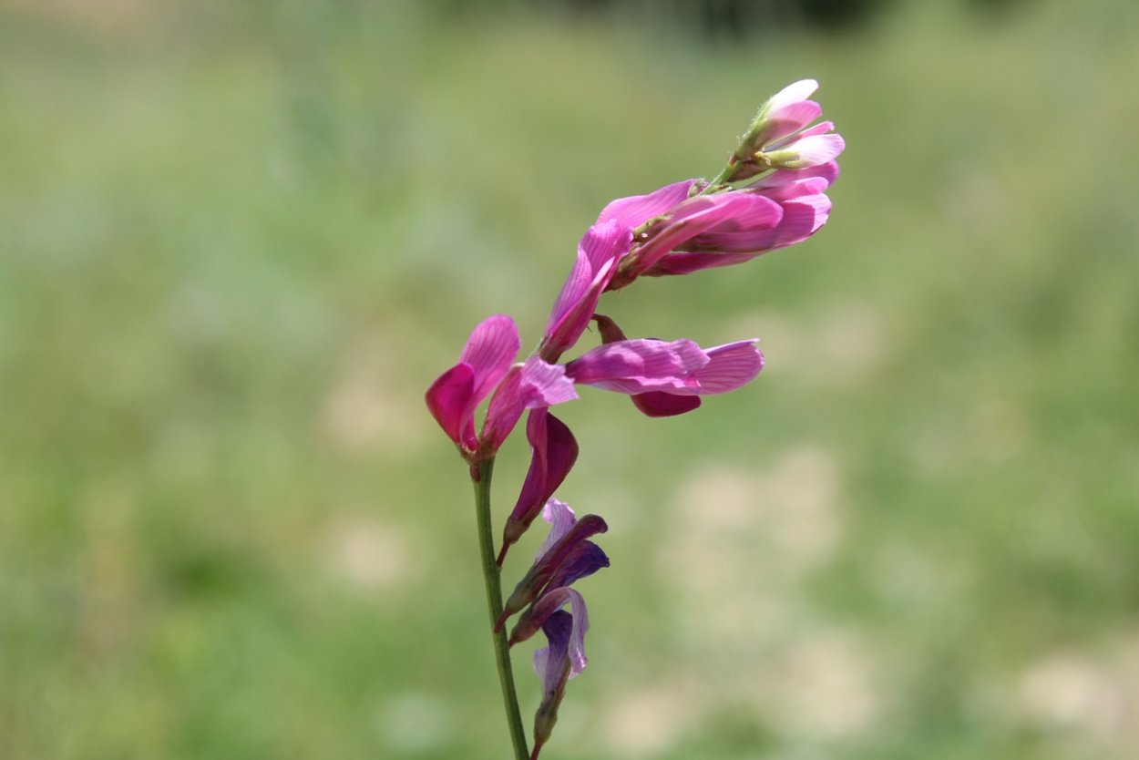 Астрал шестисто цветковый