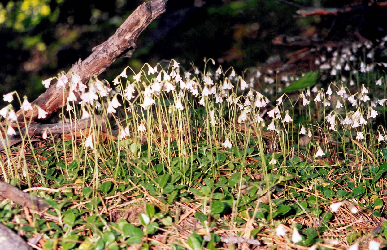 Грушанка зонтичная