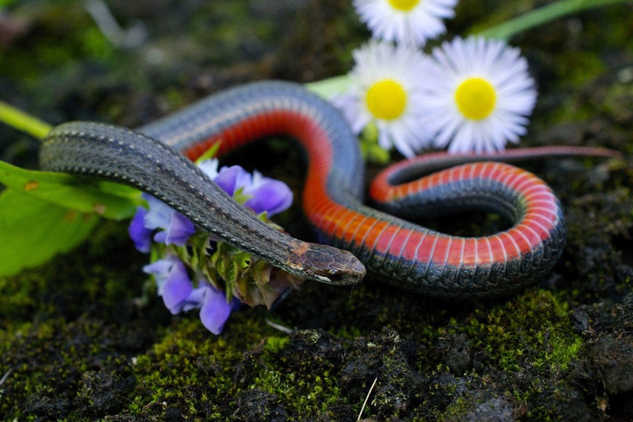 Цветет калужница Болотная