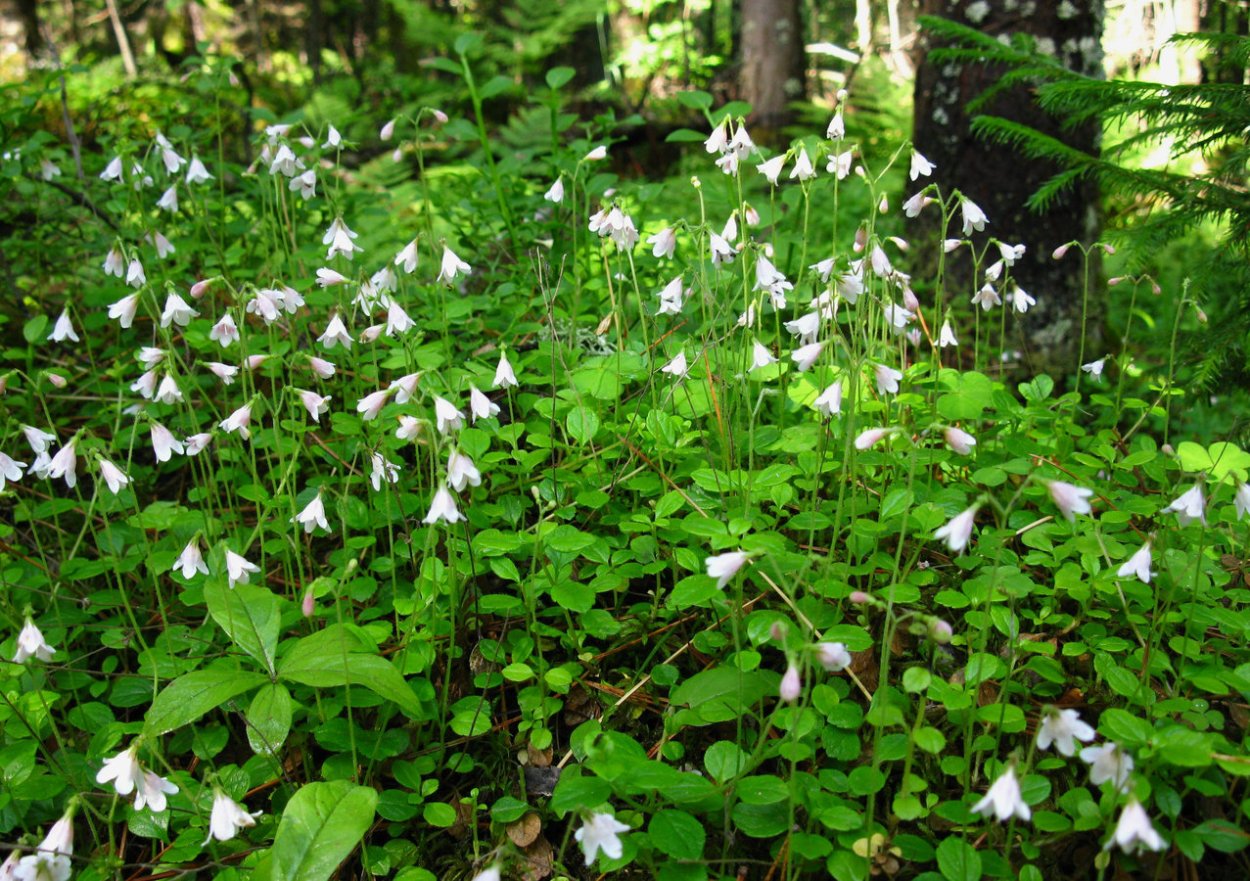 Линнея Северная цветок
