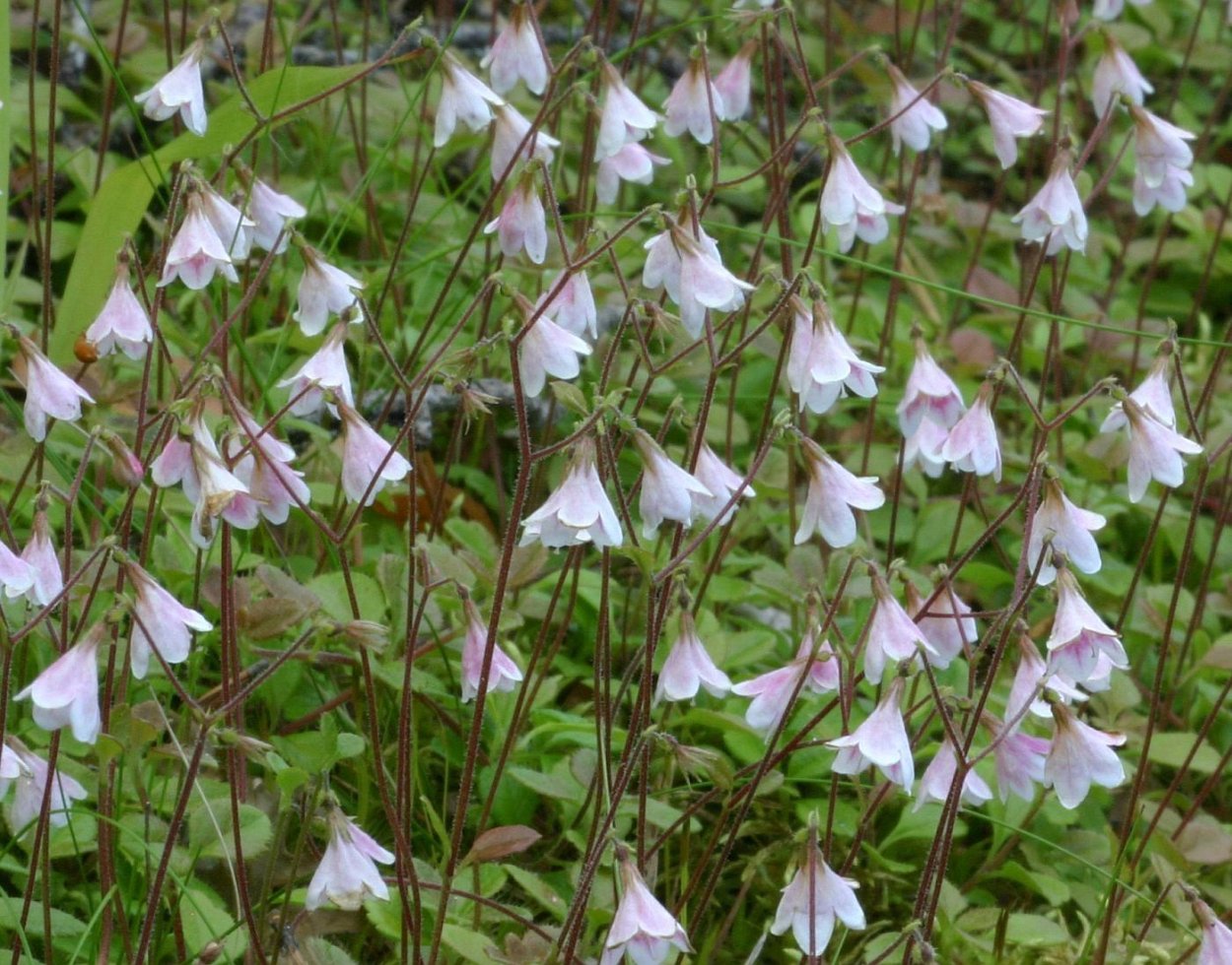 Линнея Северная цветок
