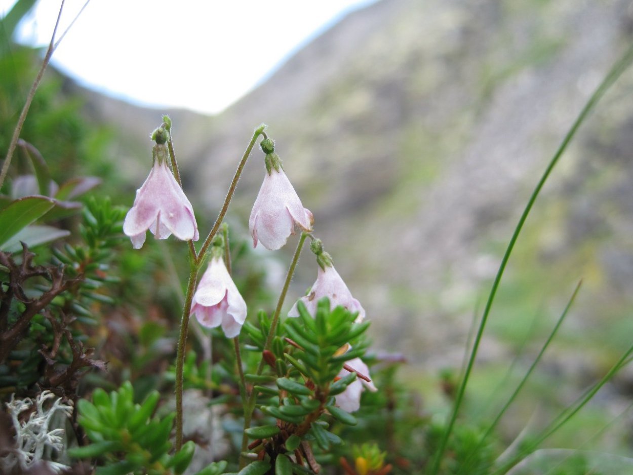 Подснежник Сибирский прострел
