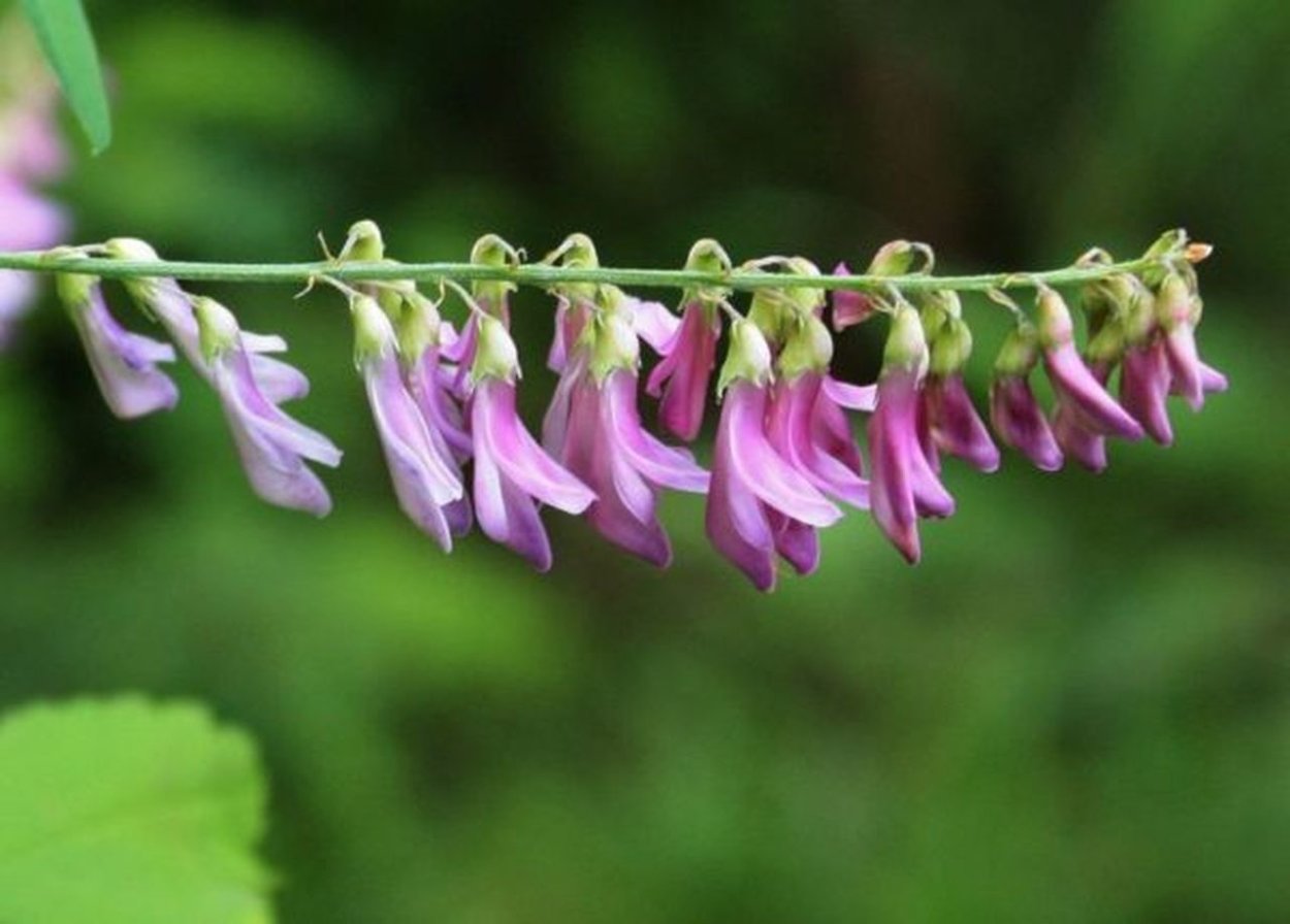 Медуница Лесная цветок