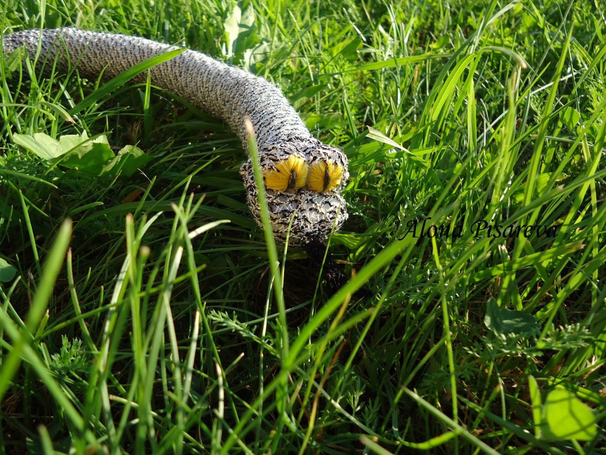 Лесные ягоды брусника