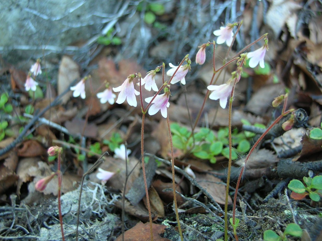 Живокост лекарственный окопник