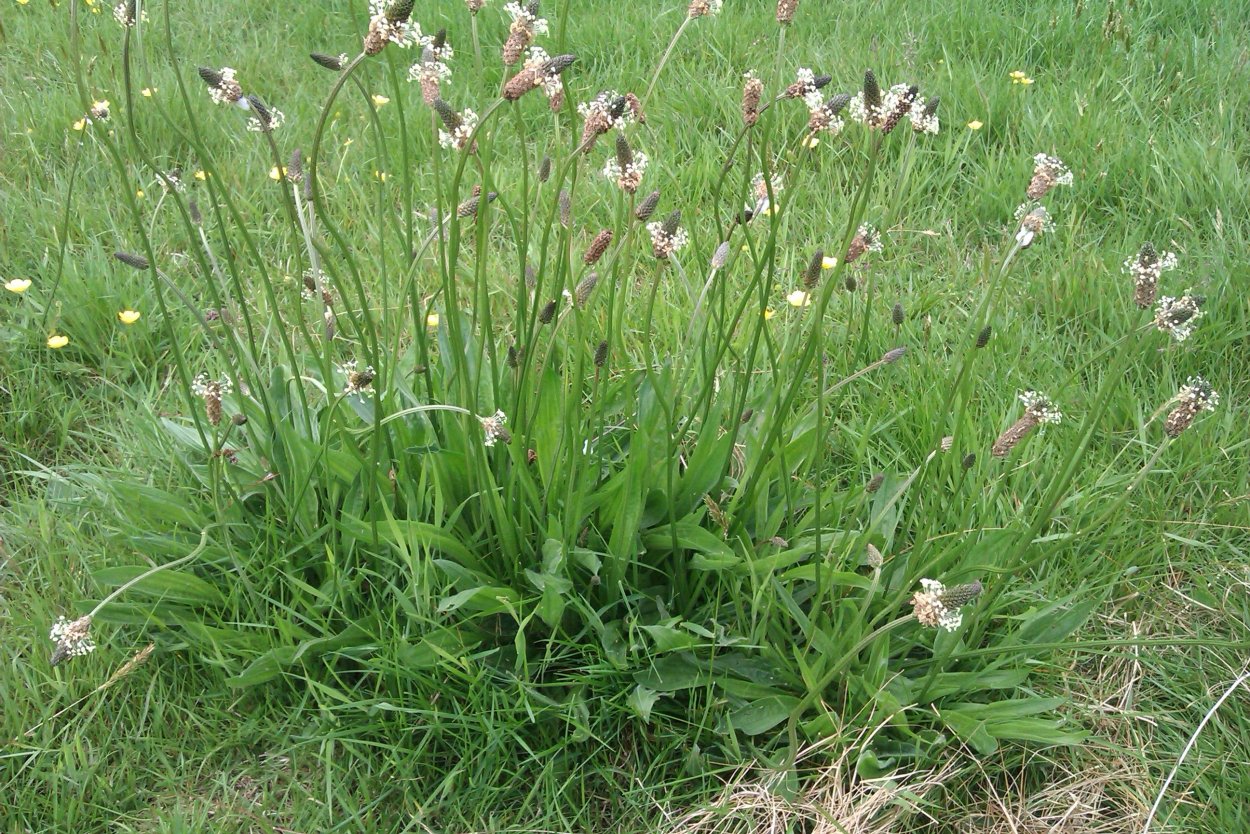 Подорожник большой