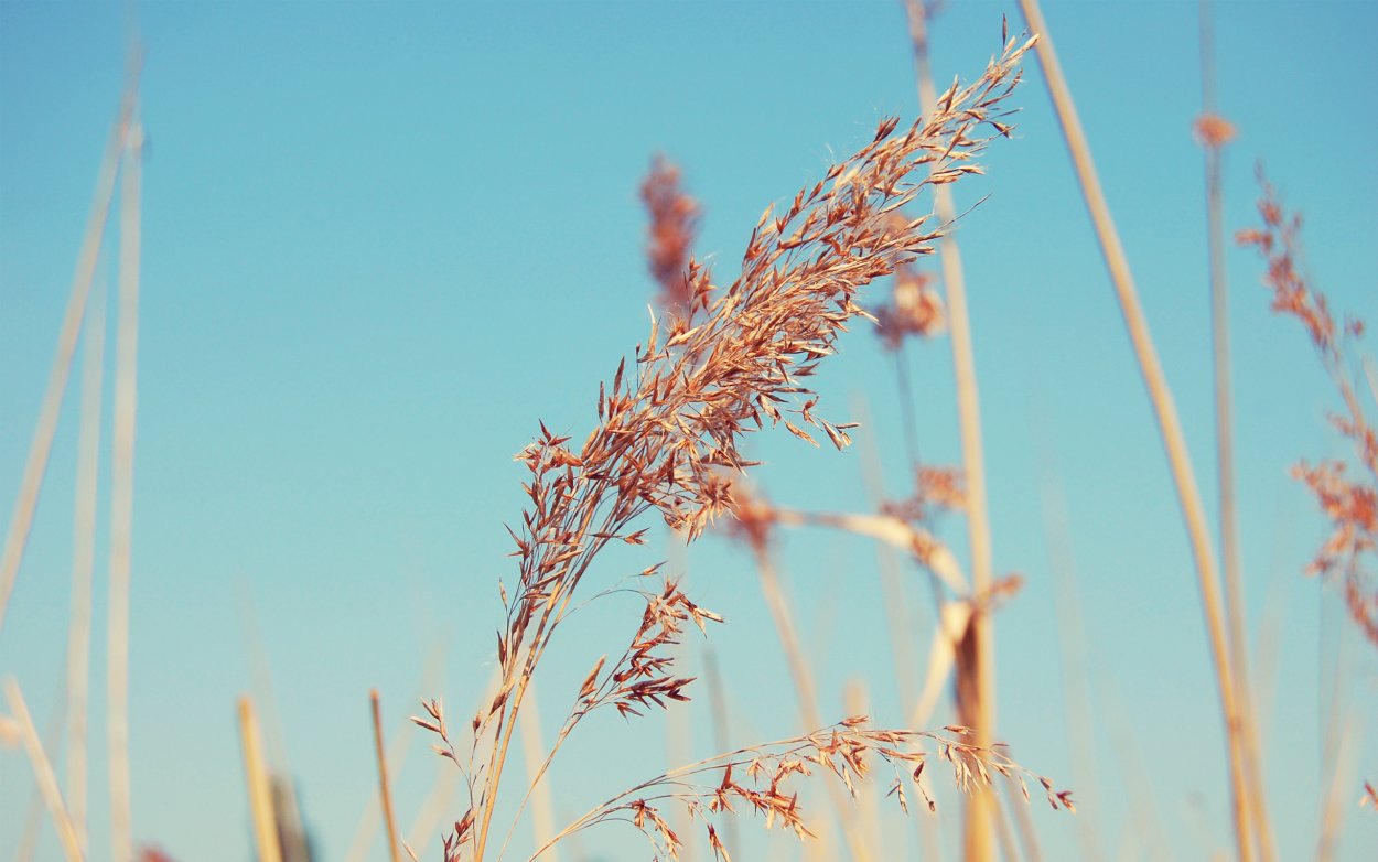 Колосок растение