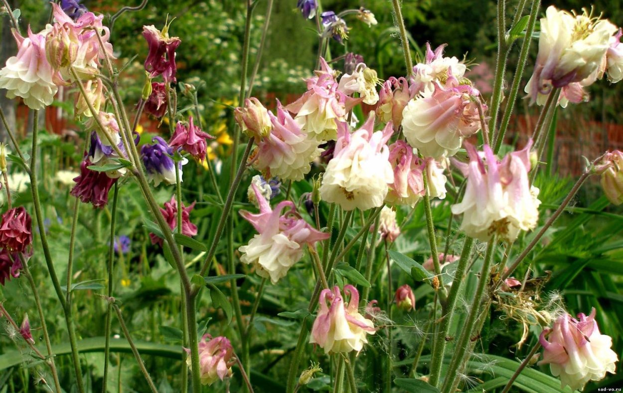 Аквилегия Титаник