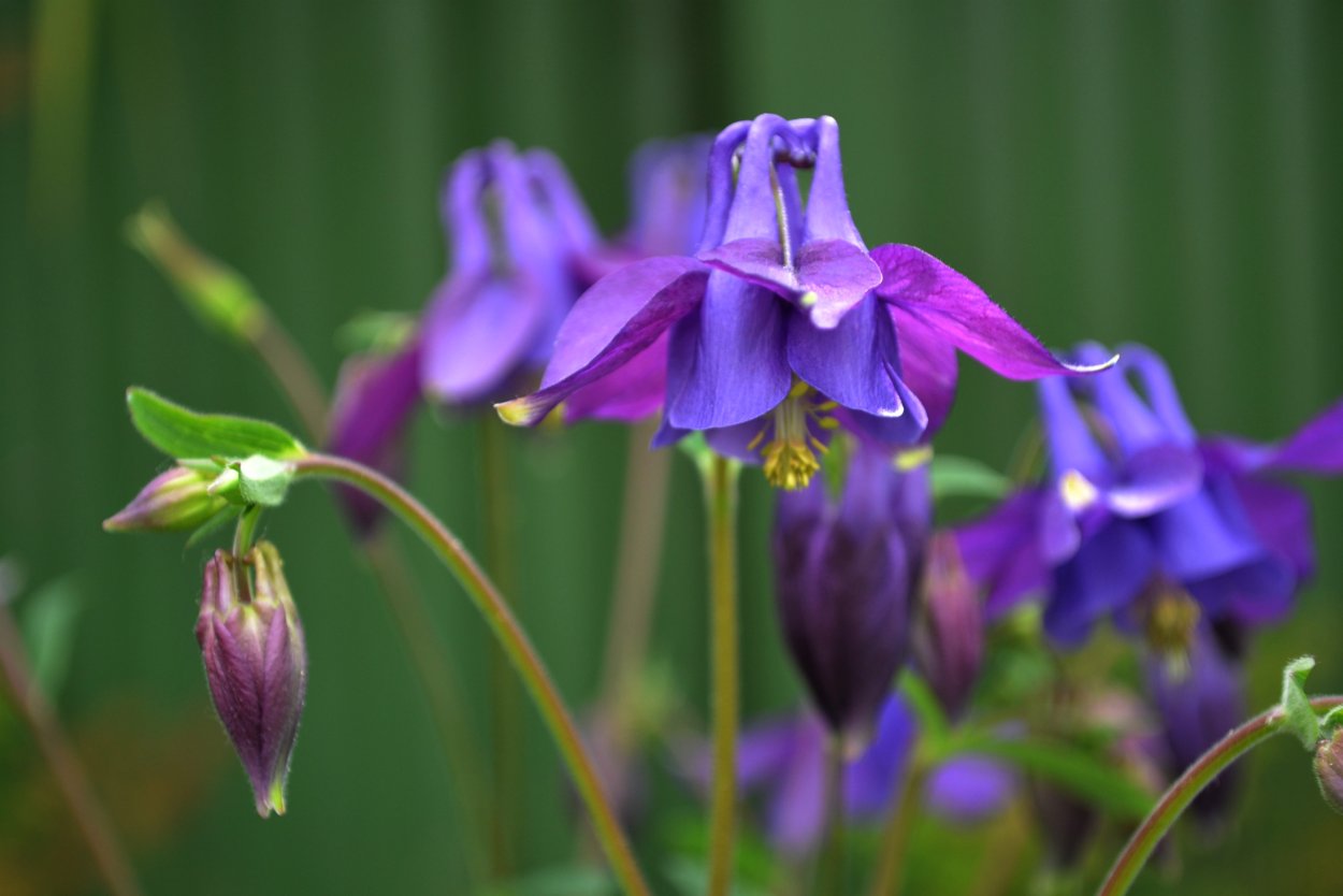 Аквилегия обыкновенная