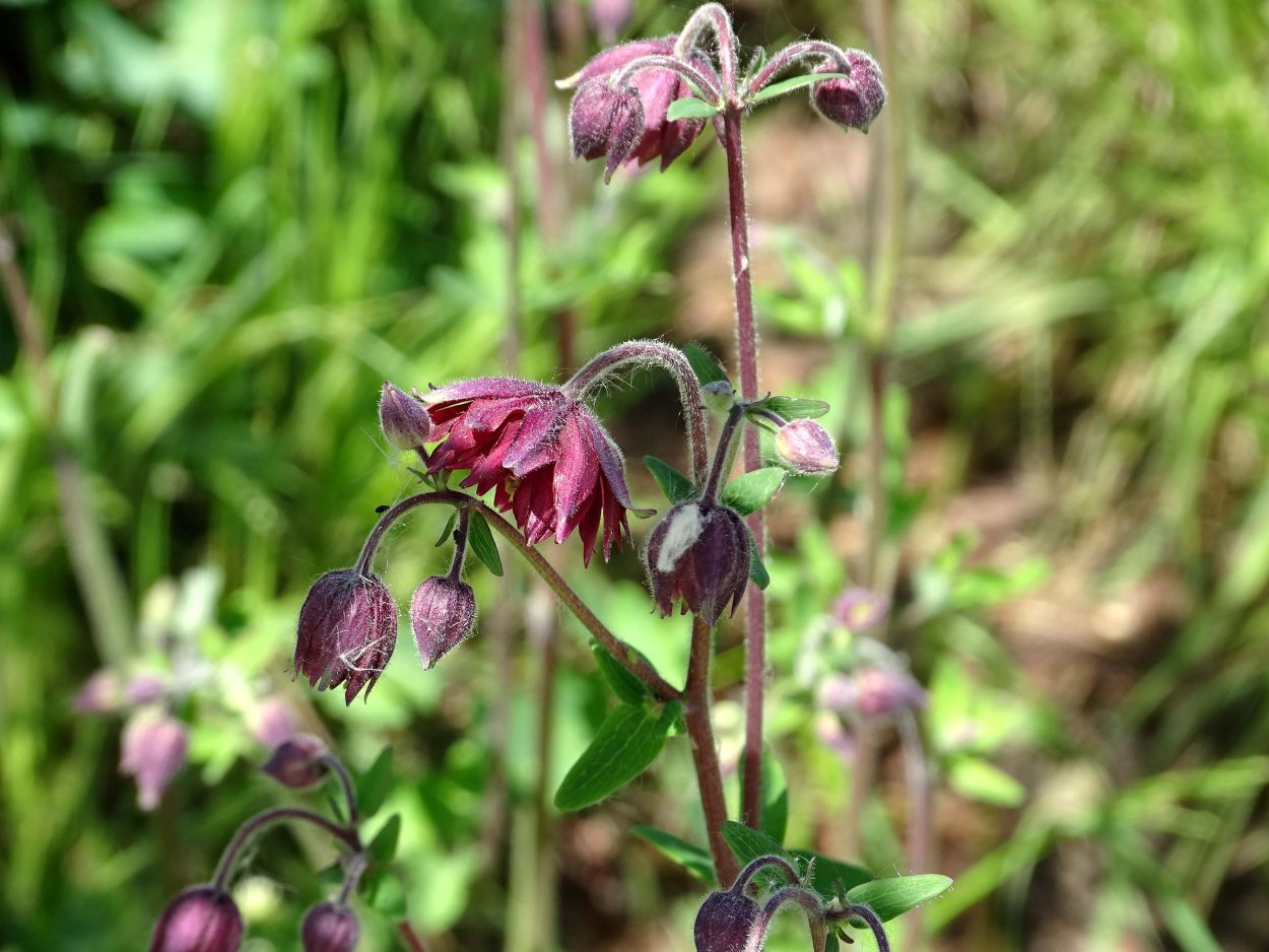 Гудок на траве