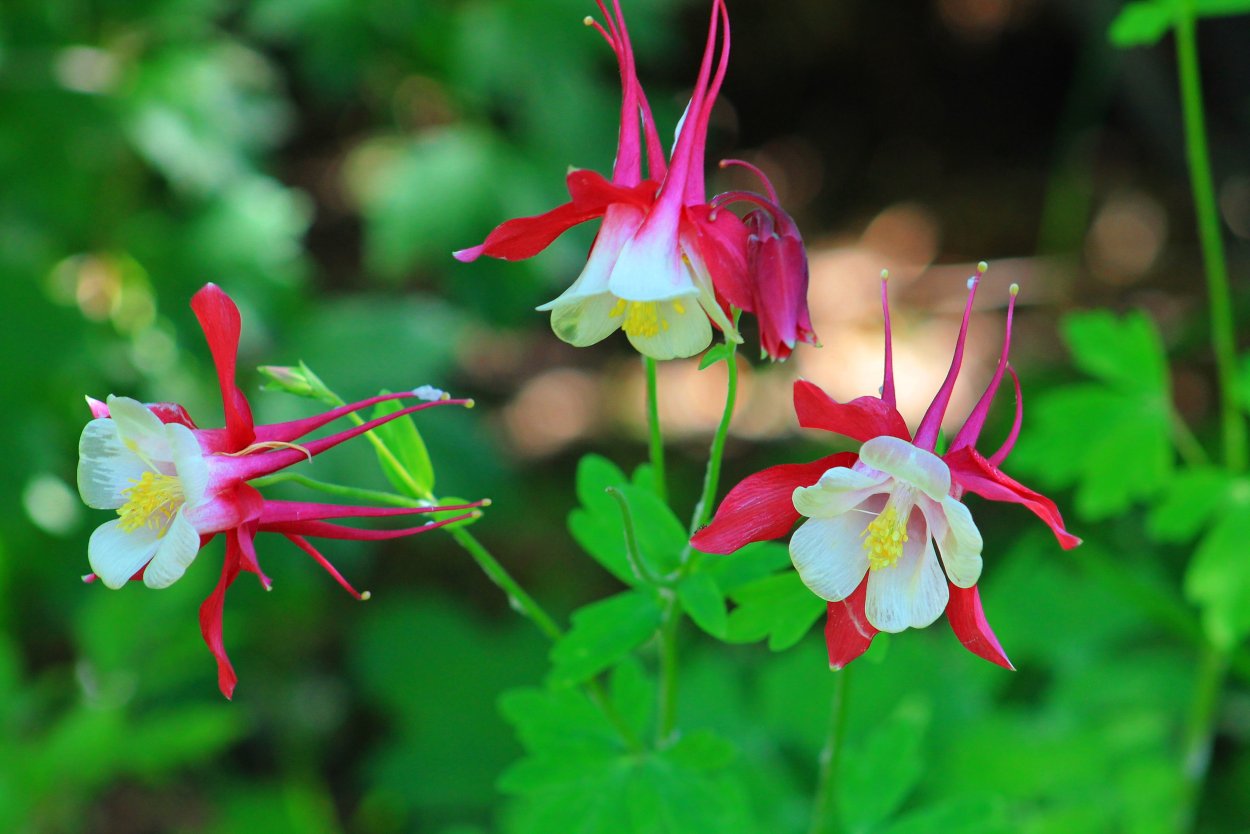 Аквилегия водосбор Орлик