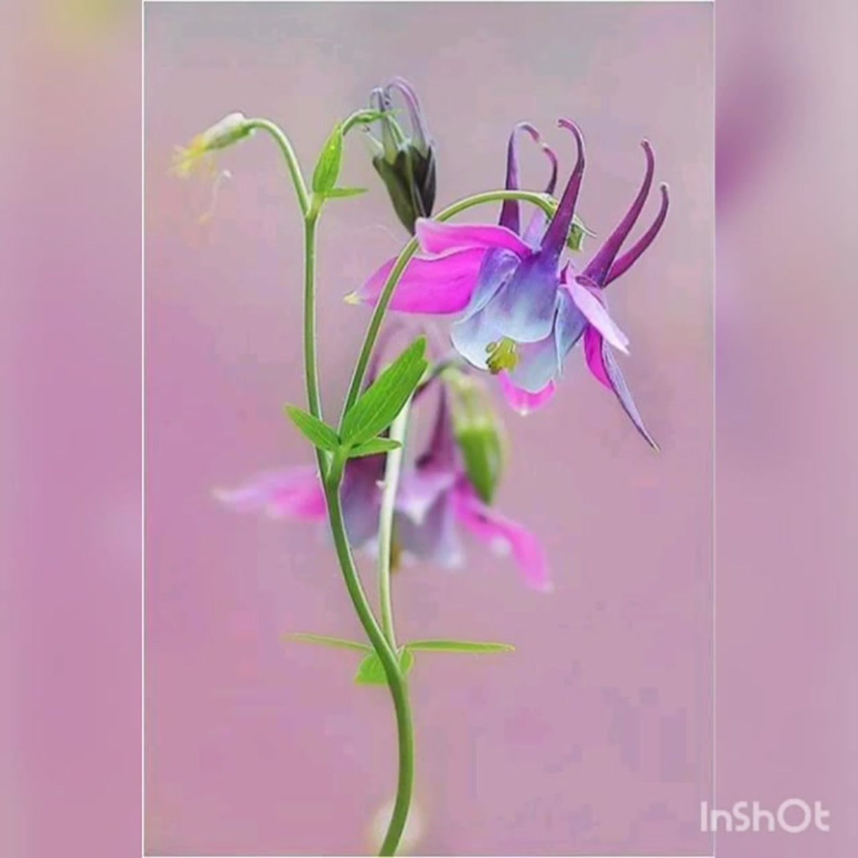 Аквилегия гибридная Фламинго