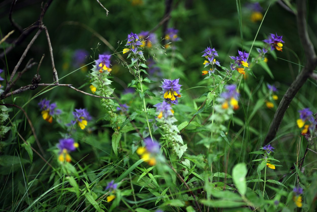 Атлас травянистые растения Подмосковья