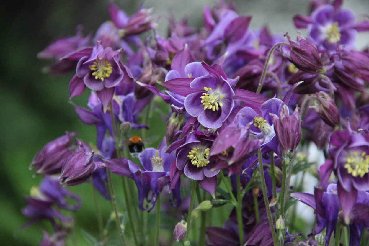 Аквилегия гибрид МАККАНЫ Барлоу Блу