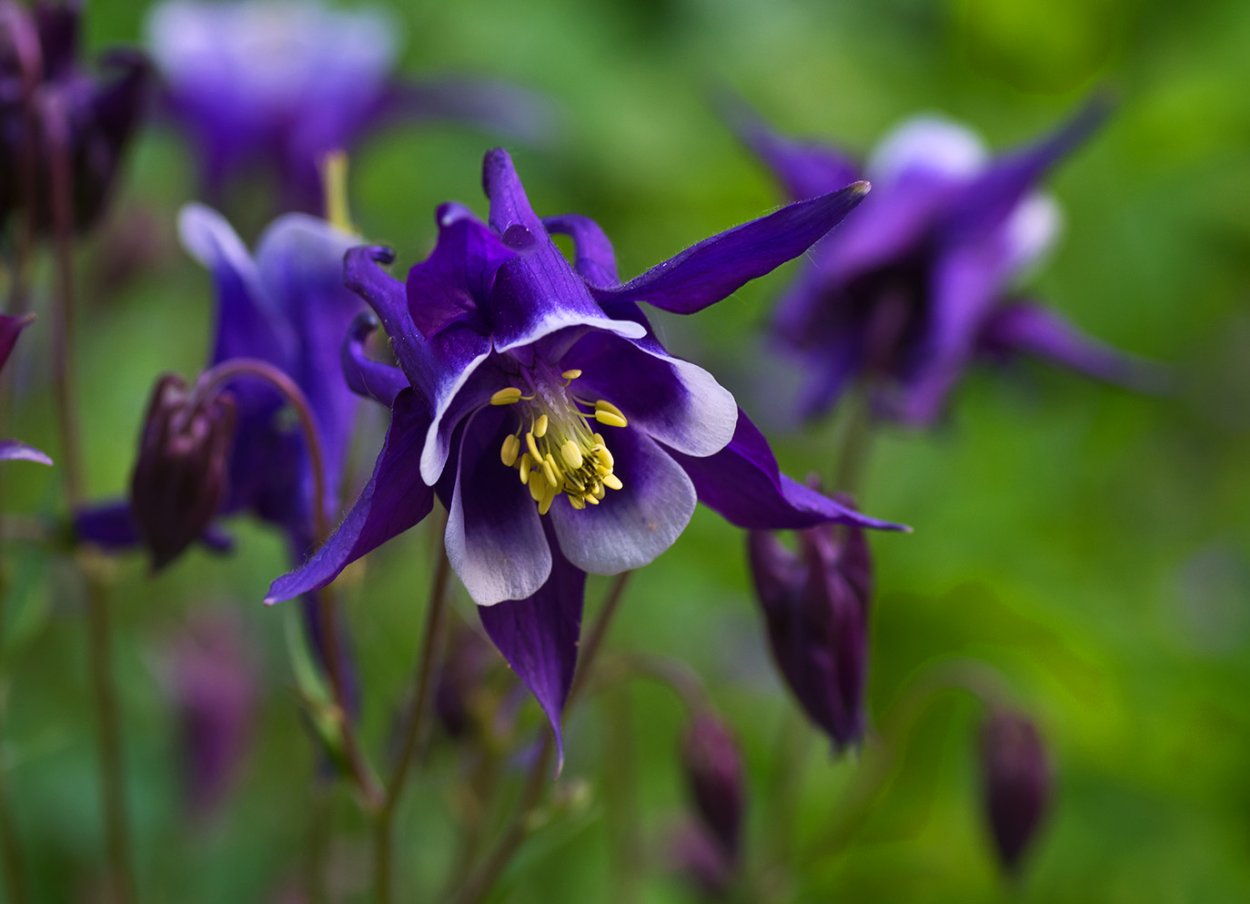 Аквилегия Колумбина