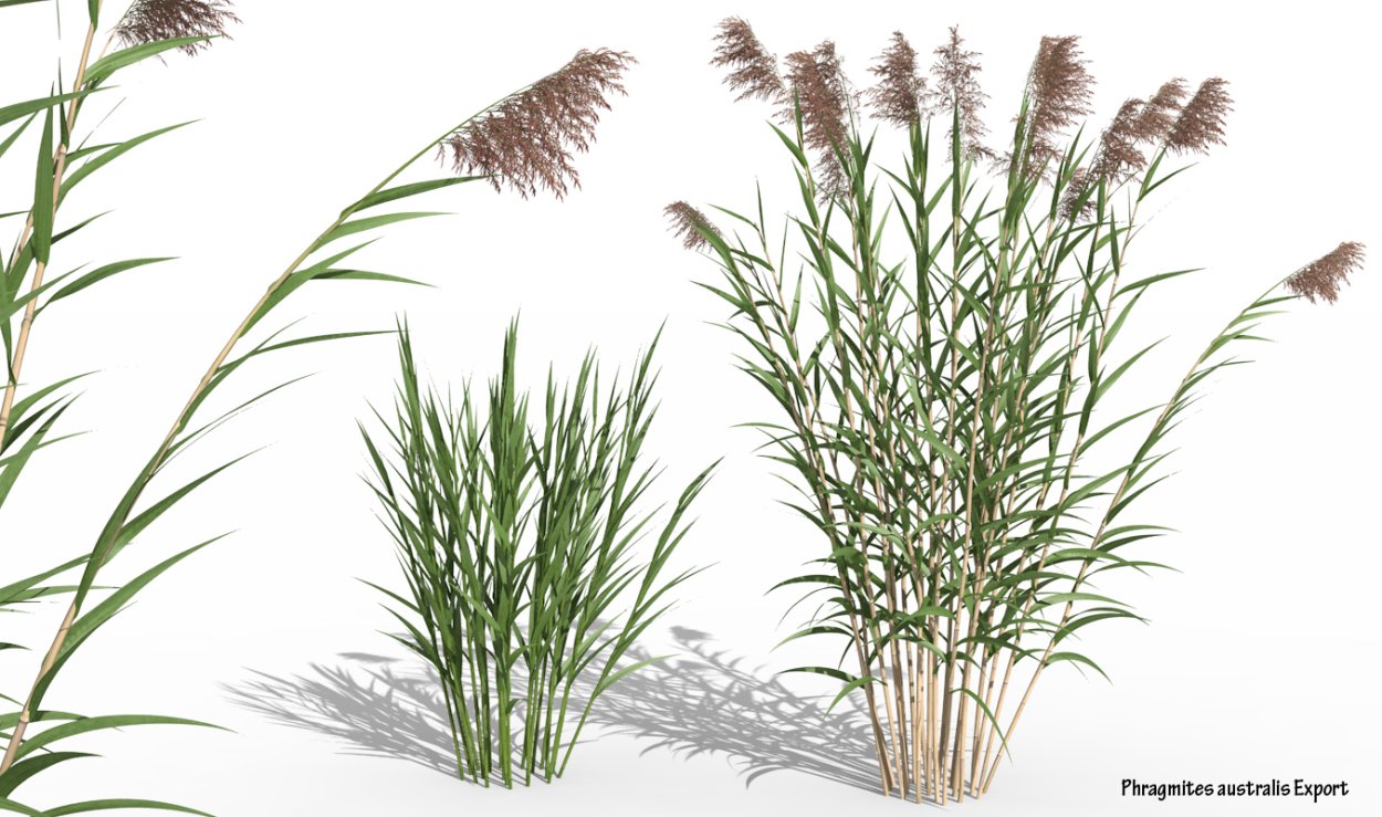 Вейник скетч