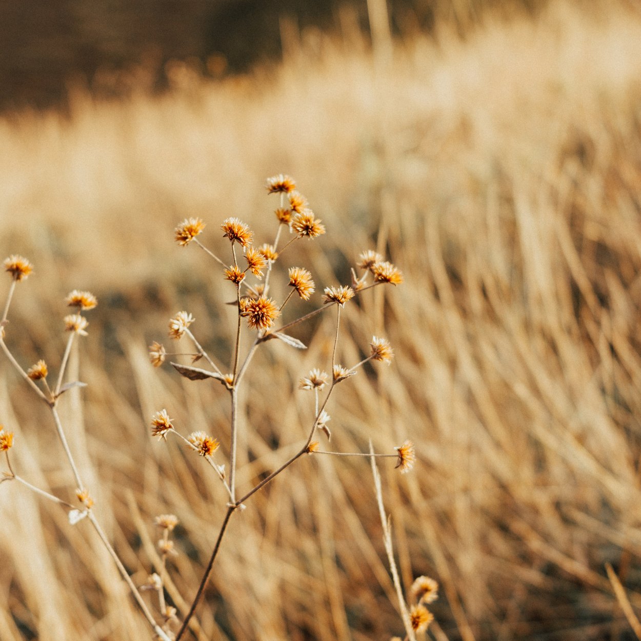 Бежевый цвет в природе