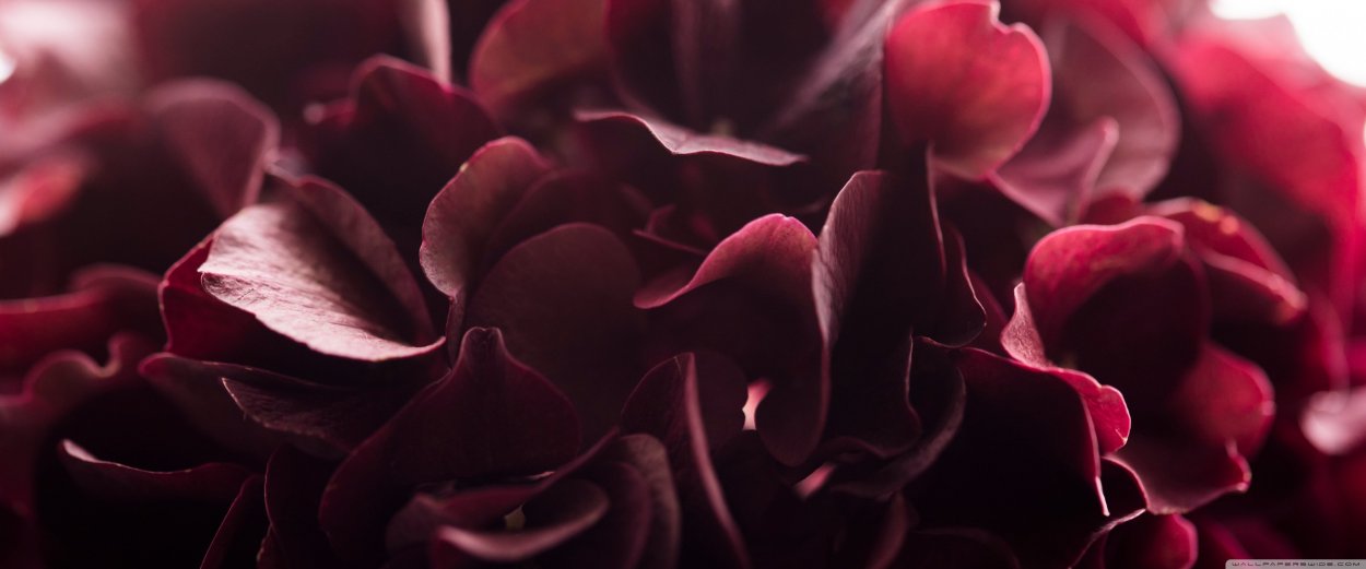 Бордовый лист на черном фоны