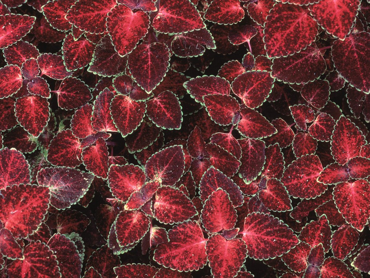 Листья на темном фоне