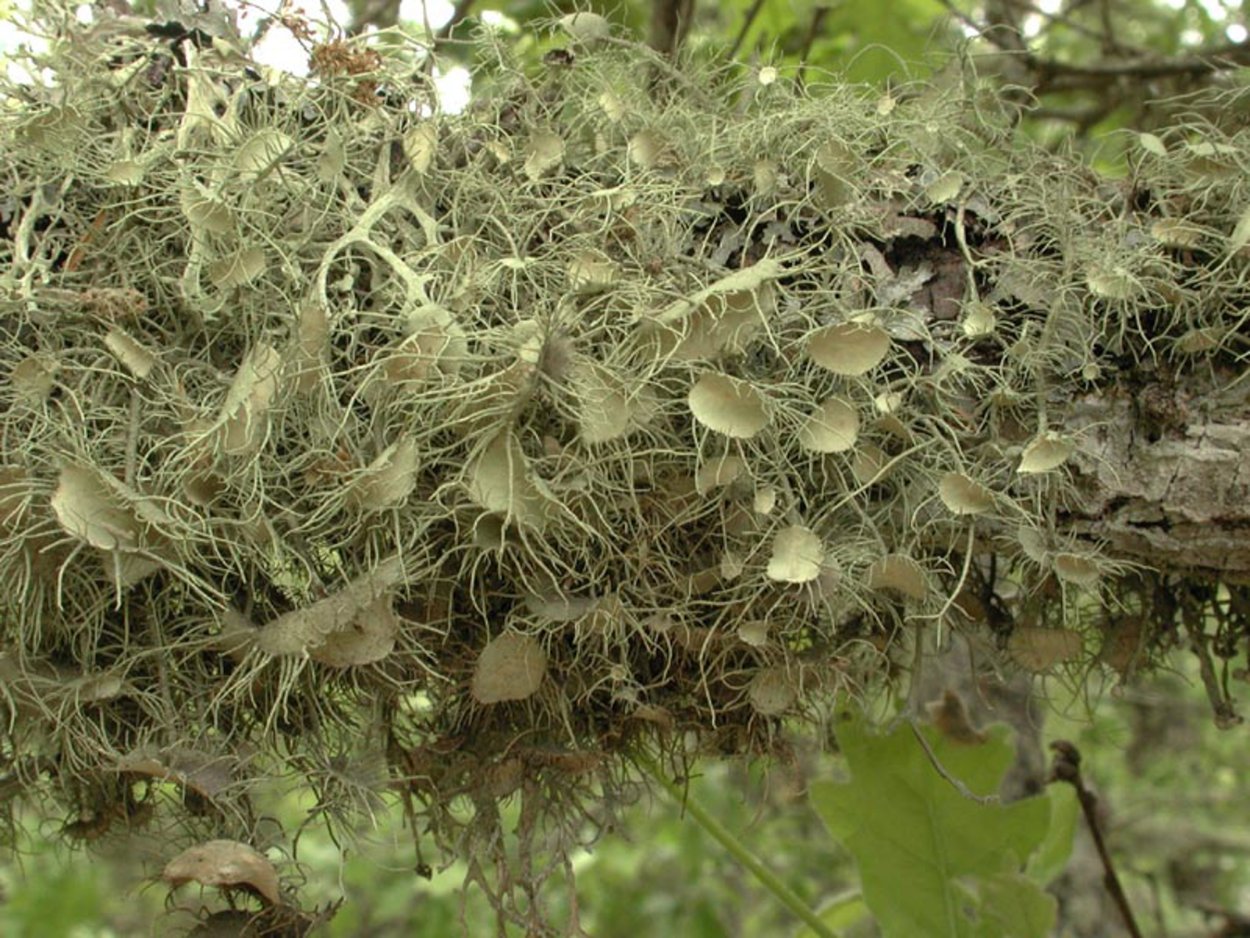 Мох уснея в народной медицине