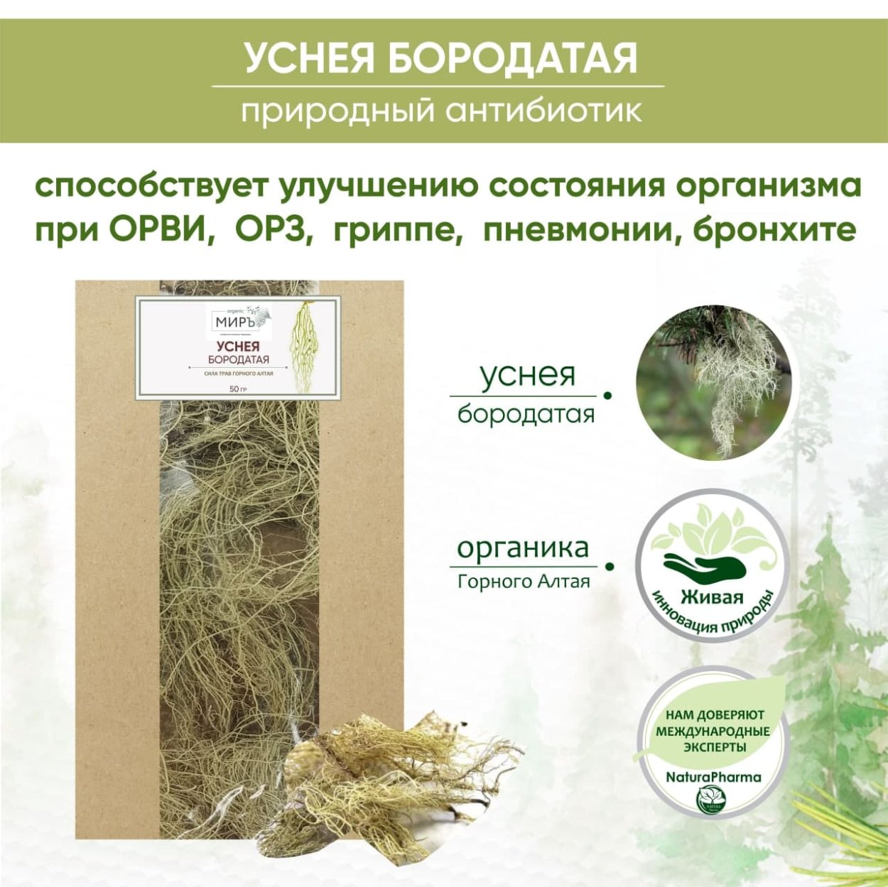 Уснея бородатая