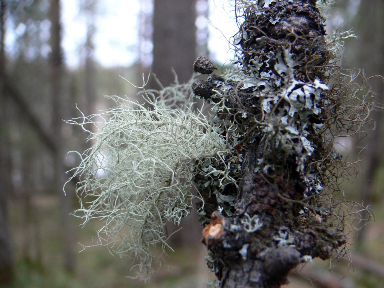 Уснея Кедровая