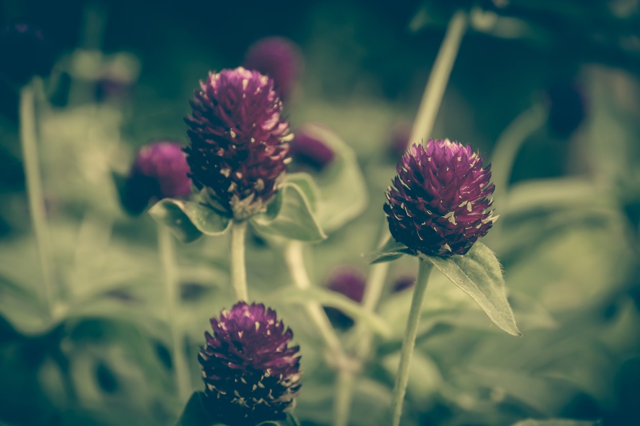 Бордовые листья